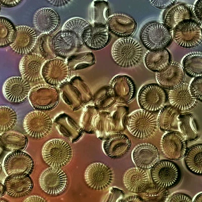 diatoms-lessons-1 img